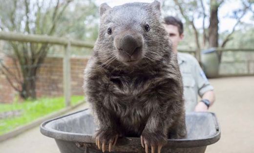 World oldest wombat